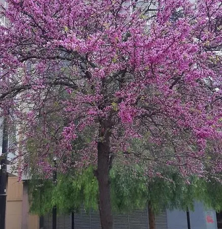 Carrer Santa Eulalia- Hospitalet De Llobregat- Bcn Homestay *
